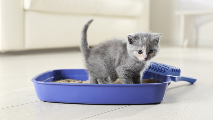 What’s The Best Cat Litter For Allergies? Top 10 Picks (2023)