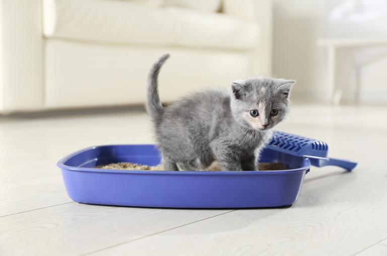 kitten with allergies using a litter box