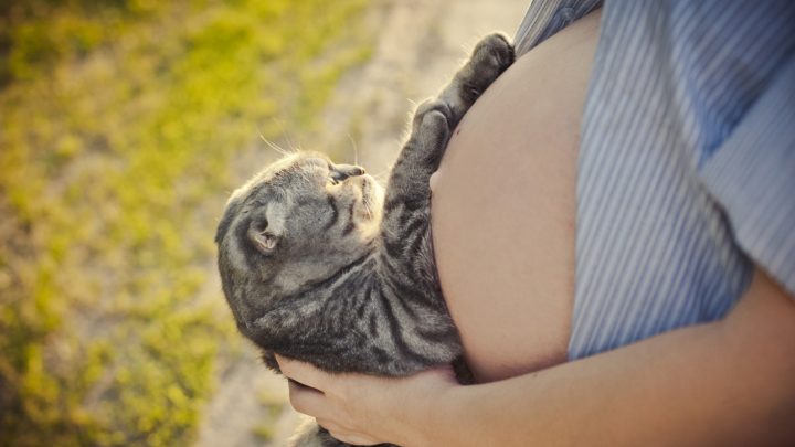 Why Do Cats Attack Pregnant Woman? 9 Possible Reasons