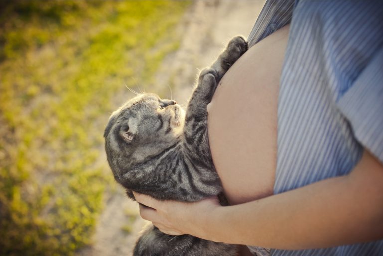 cat looking at Pregnant woman