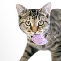 cat carrying a toy in mouth