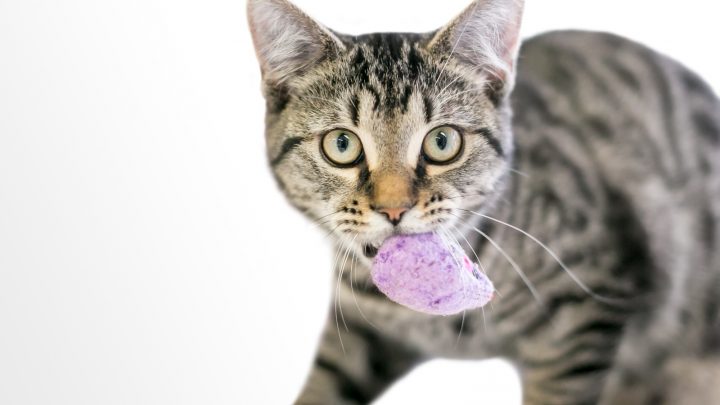 Why Do Cats Carry Toys And Meow? All You Need To Know!