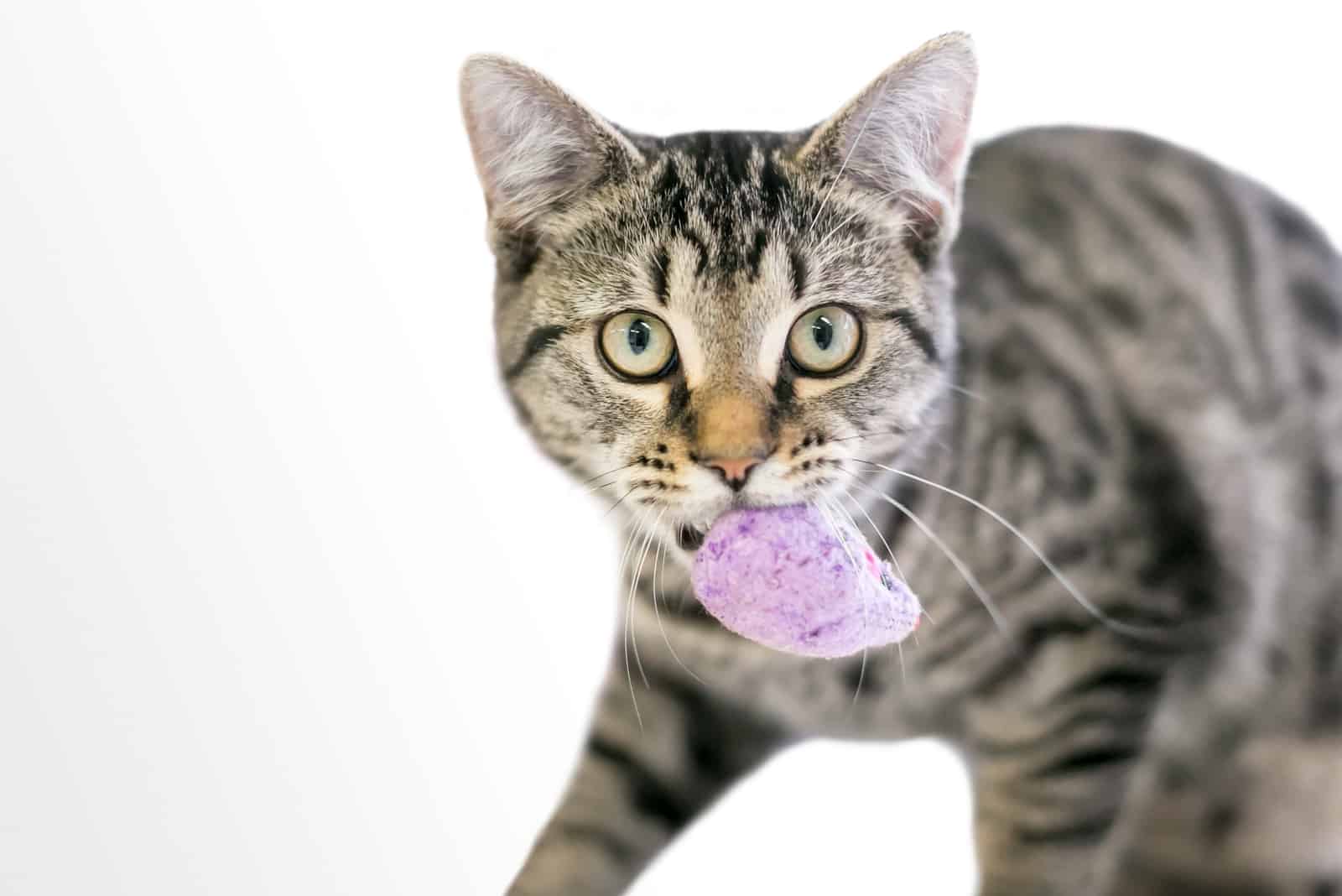 Cat meows with shop toy in mouth