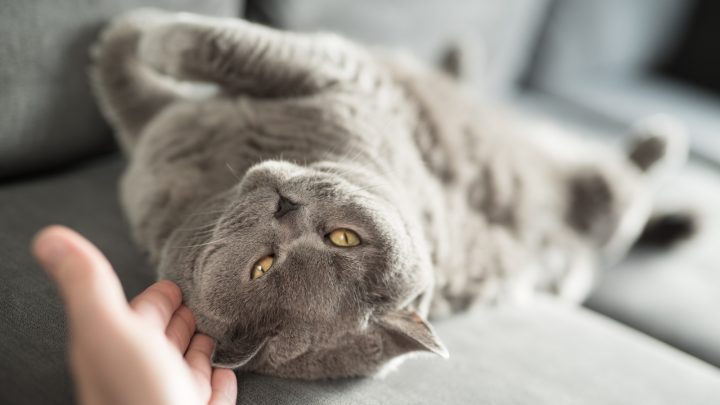 Why Do Cats Flop In Front Of Their Owners? 10 Reasons