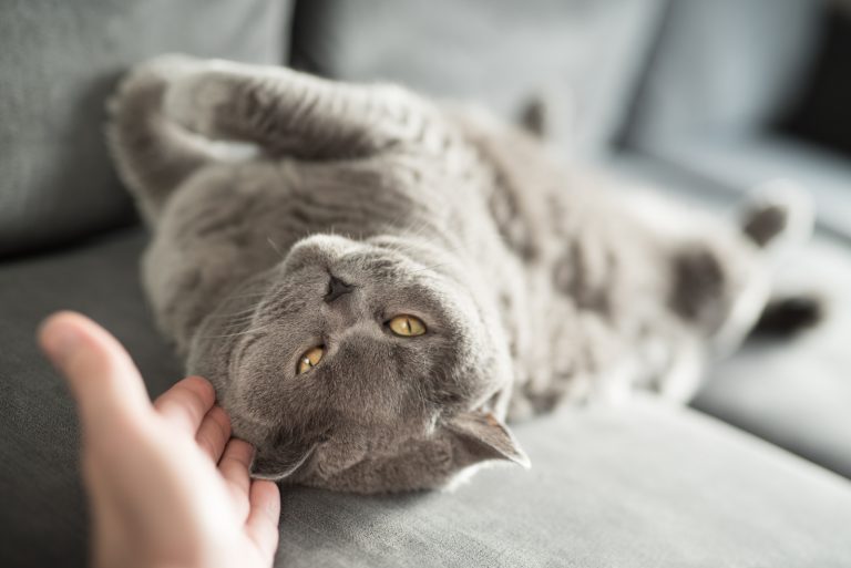 cat rolling in front of owner