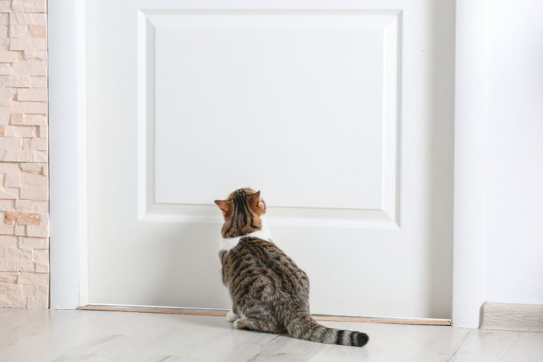 cat sitting in front of bedroom door