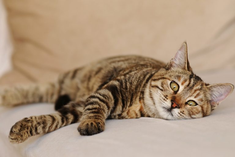 a sick cat is lying on the bed