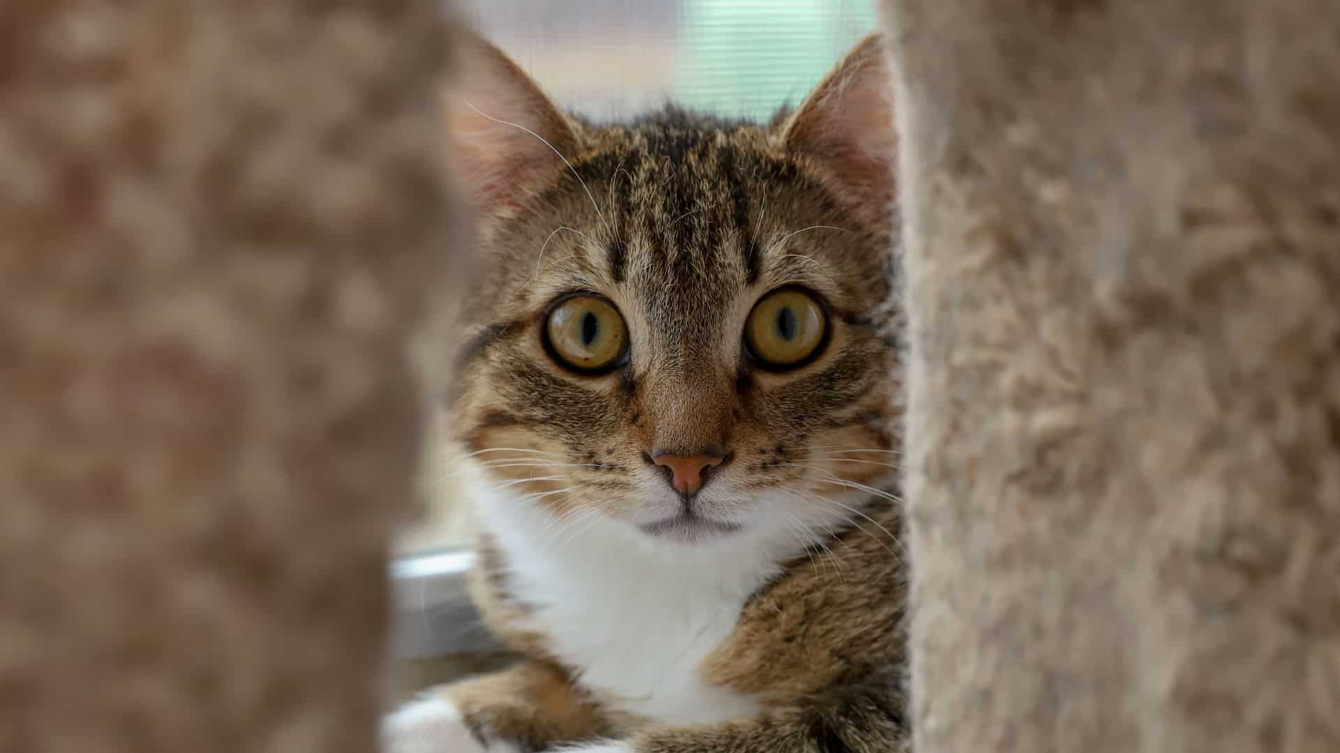 a scared cat hides behind a scratching post