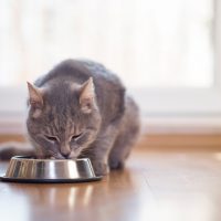Beautiful tabby cat eats food from a bowl
