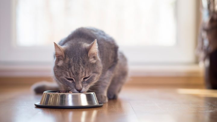 Why My Cat Wont Eat Wet Food? All There Is To Know!