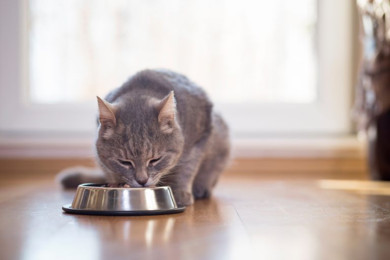 Beautiful tabby cat eats food from a bowl