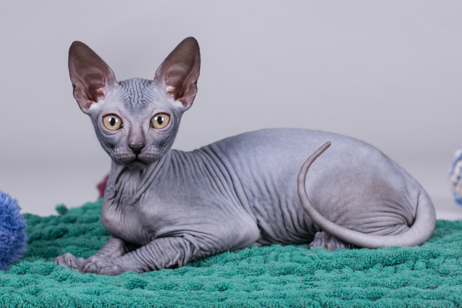 How Much Does A Sphynx Cat Cost? A Guide For Owning One