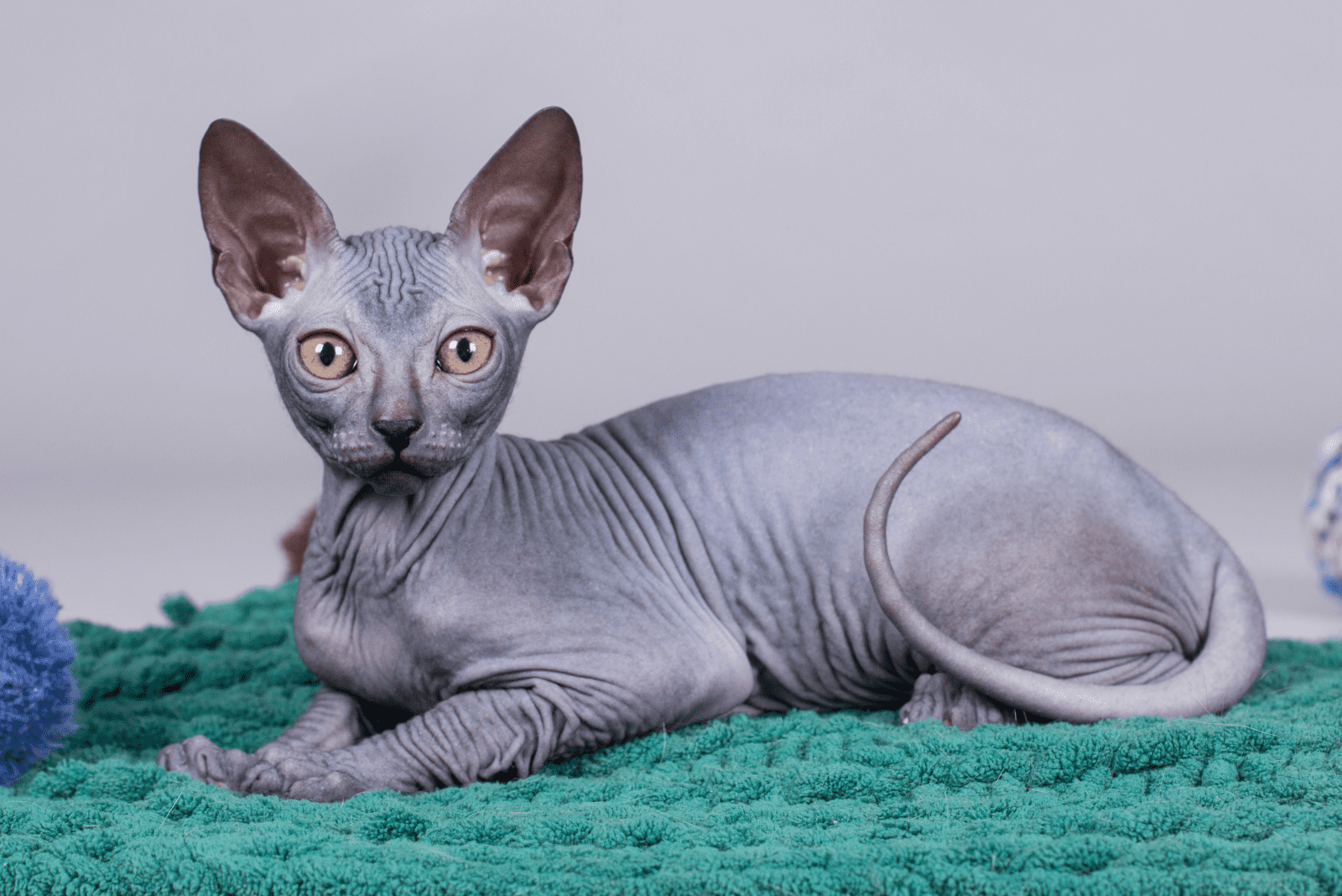 a beautiful Sphynx cat is lying on a green blanket