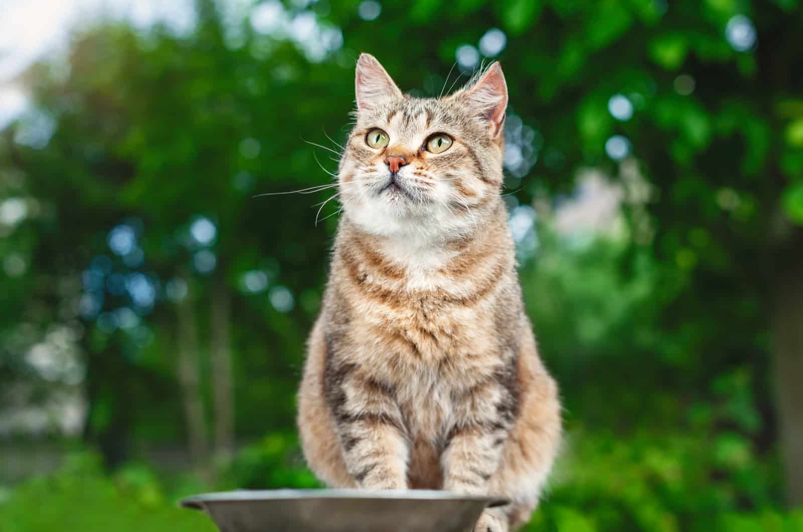 a beautiful cat is sitting and looking at the sky