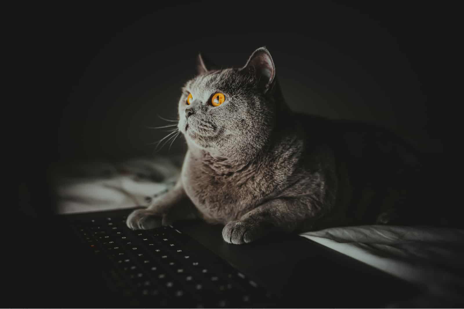 a beautiful cat is sitting next to a laptop