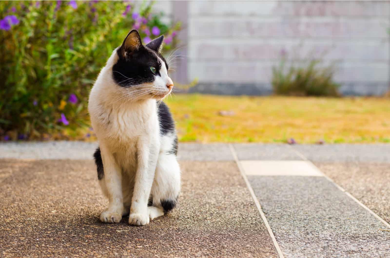 a beautiful cat is sitting on the pavement