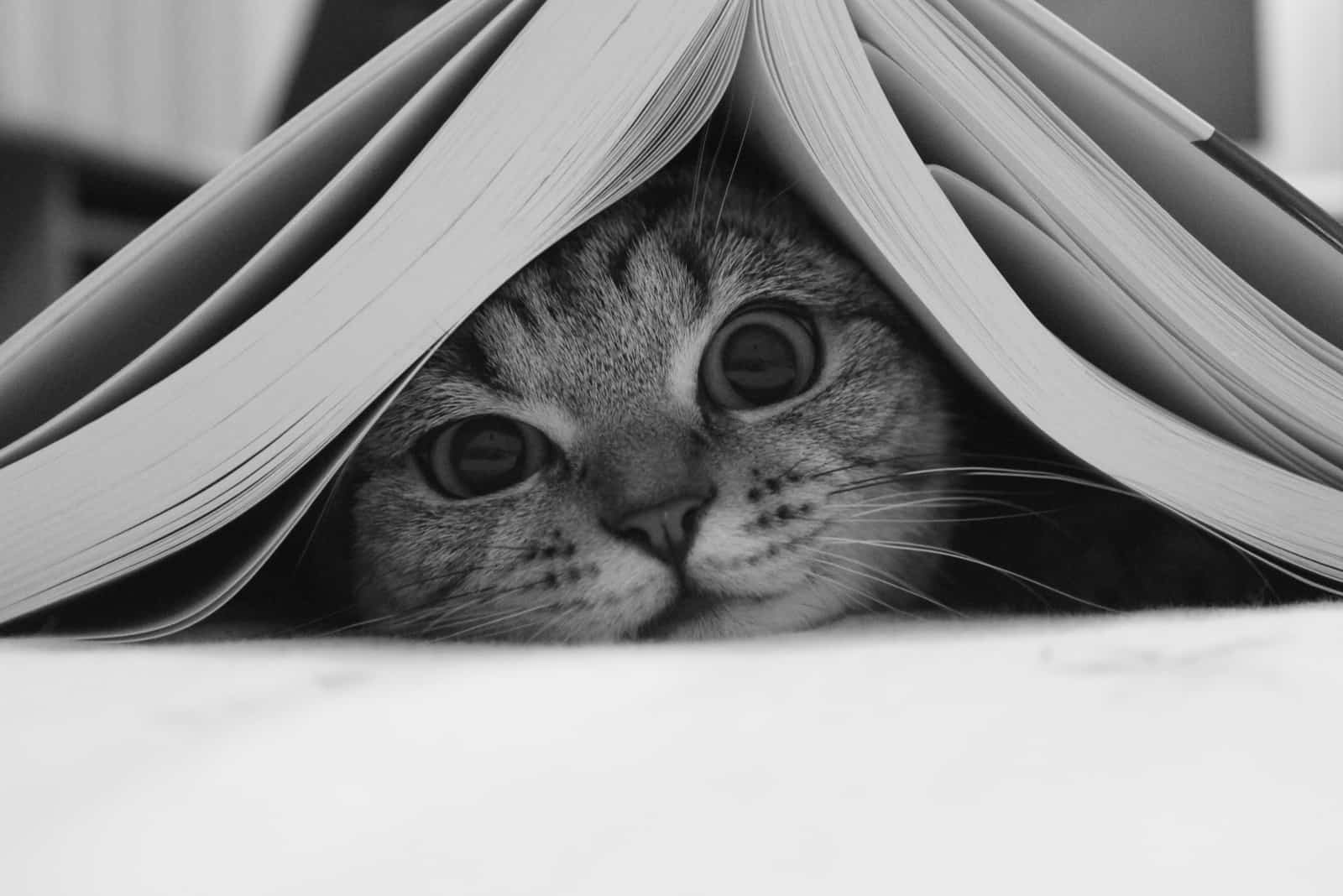 a beautiful cat lies under a book