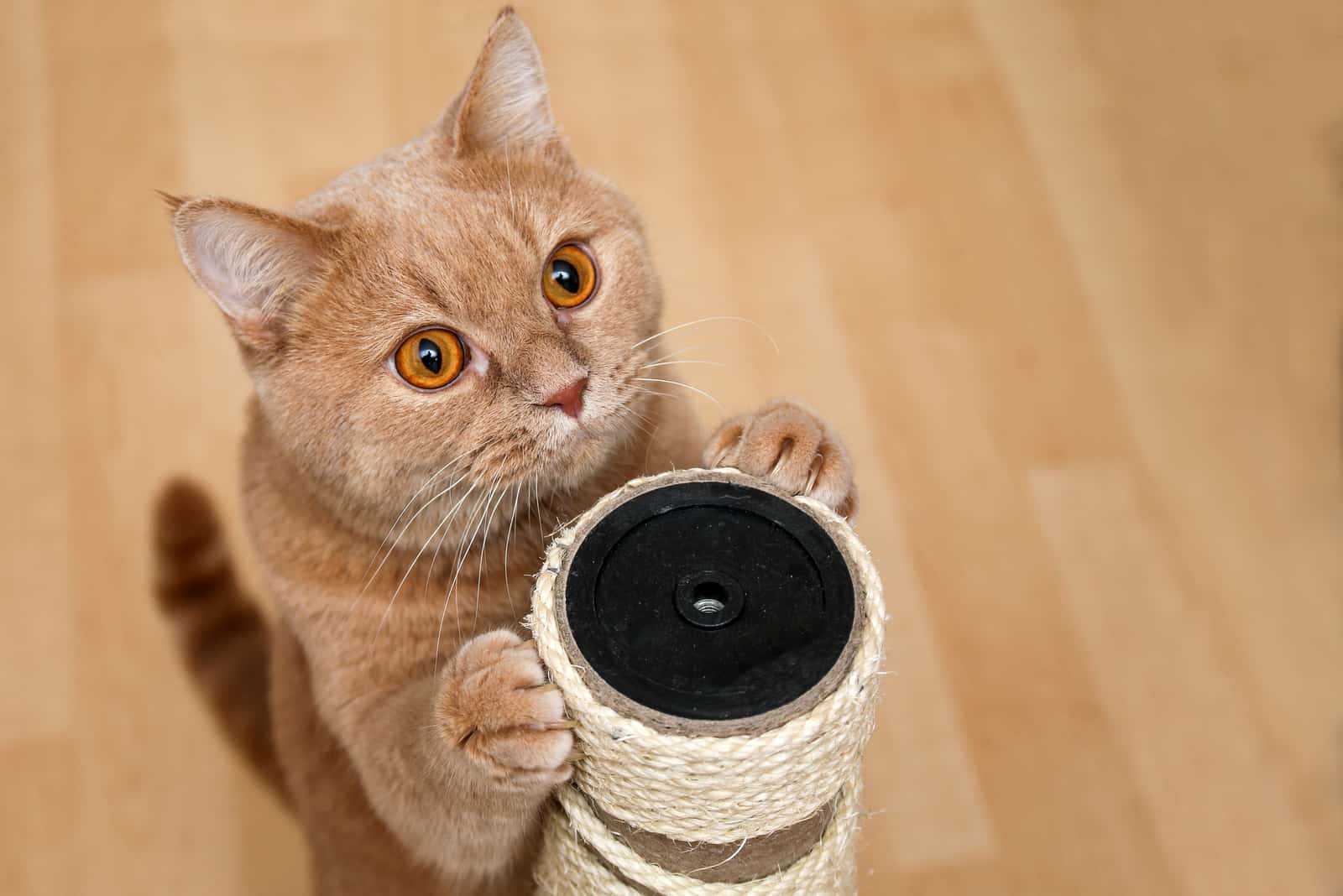 a beautiful cat scratches the scratching post