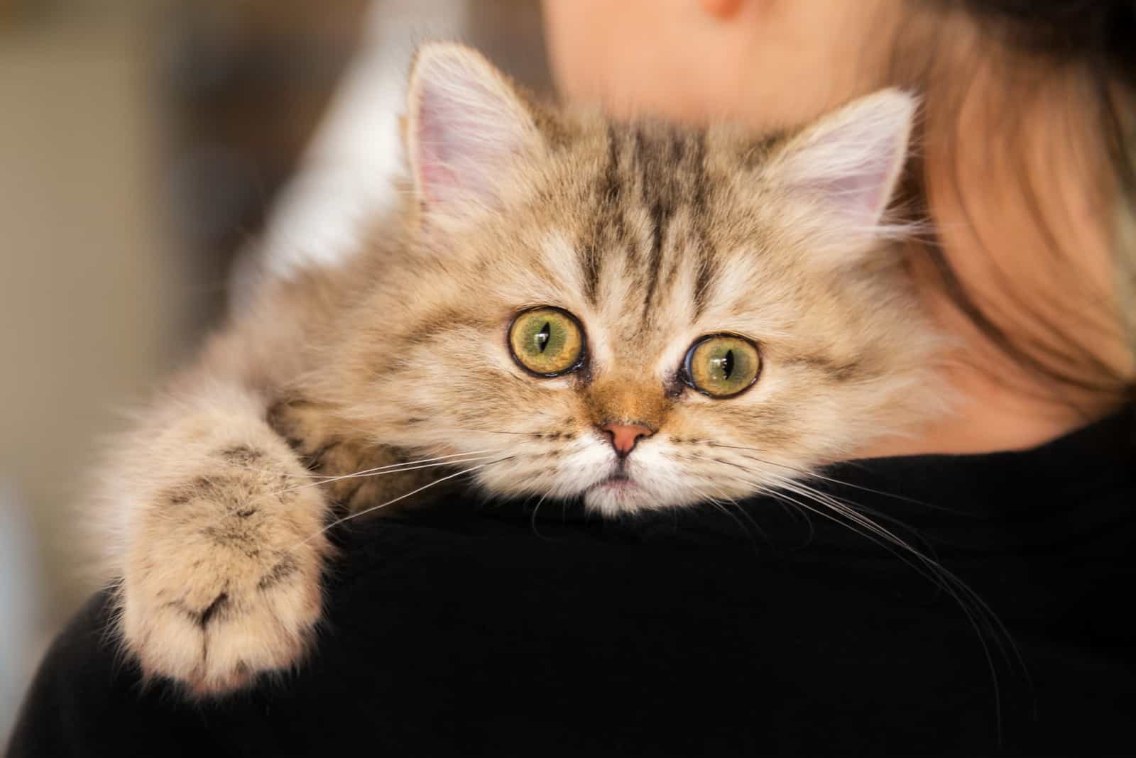 a beautiful kitten in the arms of a woman