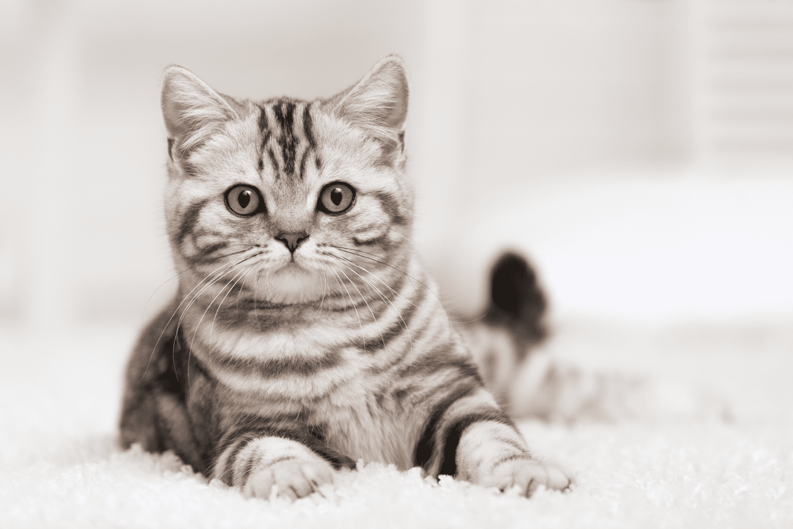 a beautiful kitten lies on a white shaggy carpet