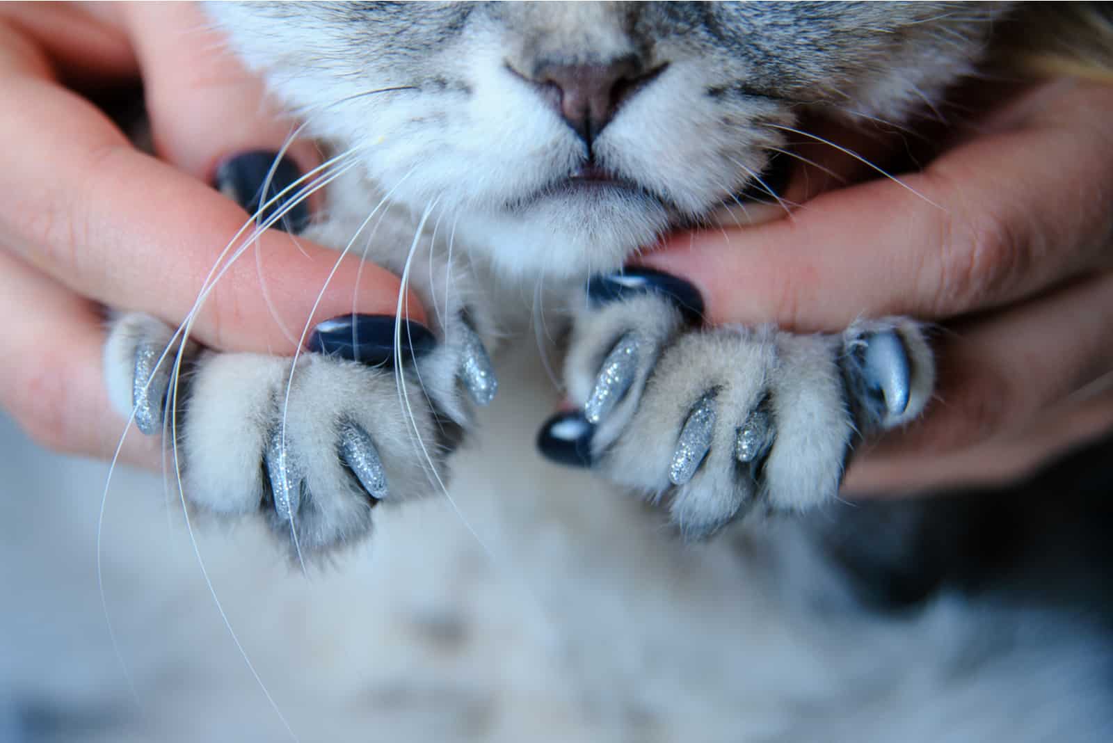 a beautiful tabby cat with caps on her nails