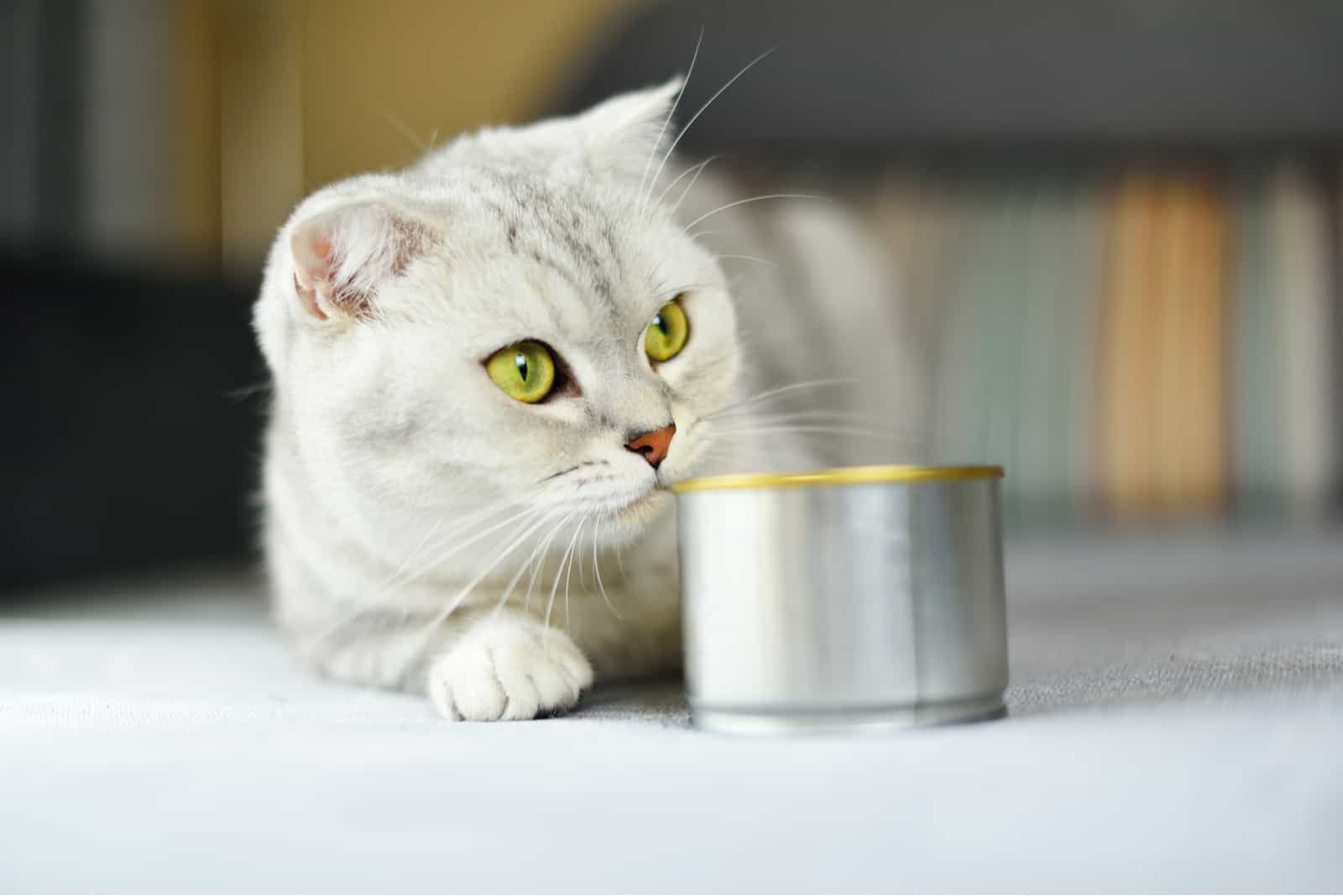 a beautiful white cat is lying next to a can of sardines