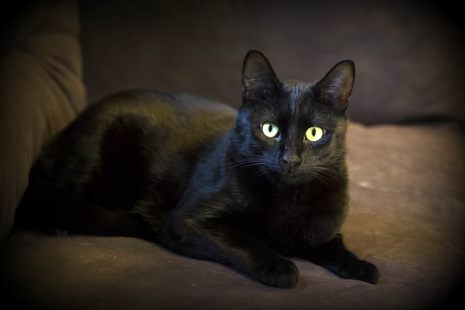 a black cat is lying on the couch