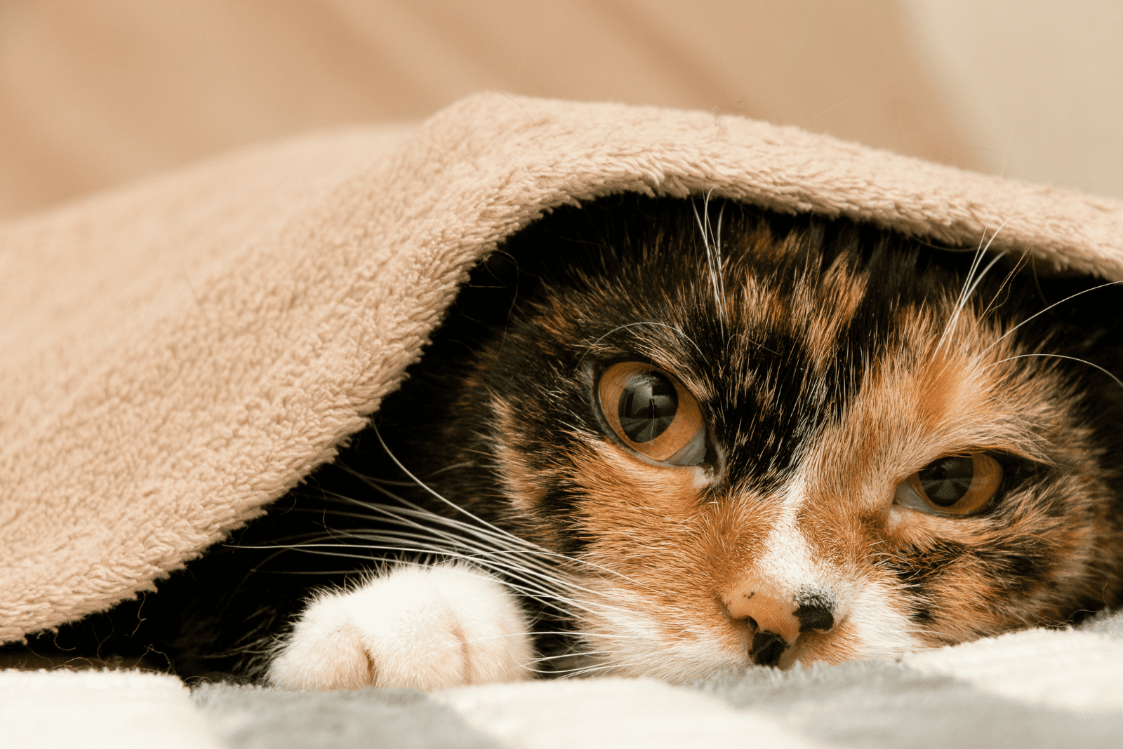 a cat with a third eyelid under the blanket