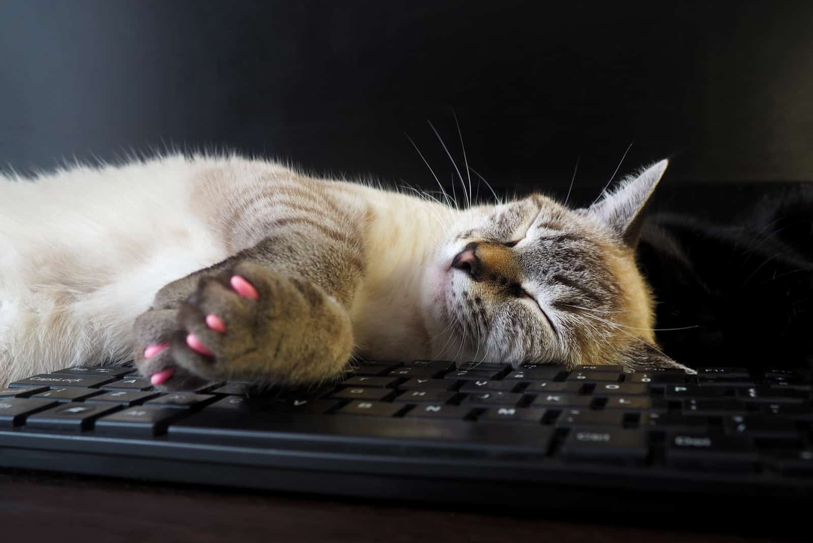 a cat with pink caps on its nails sleeps on the keyboard