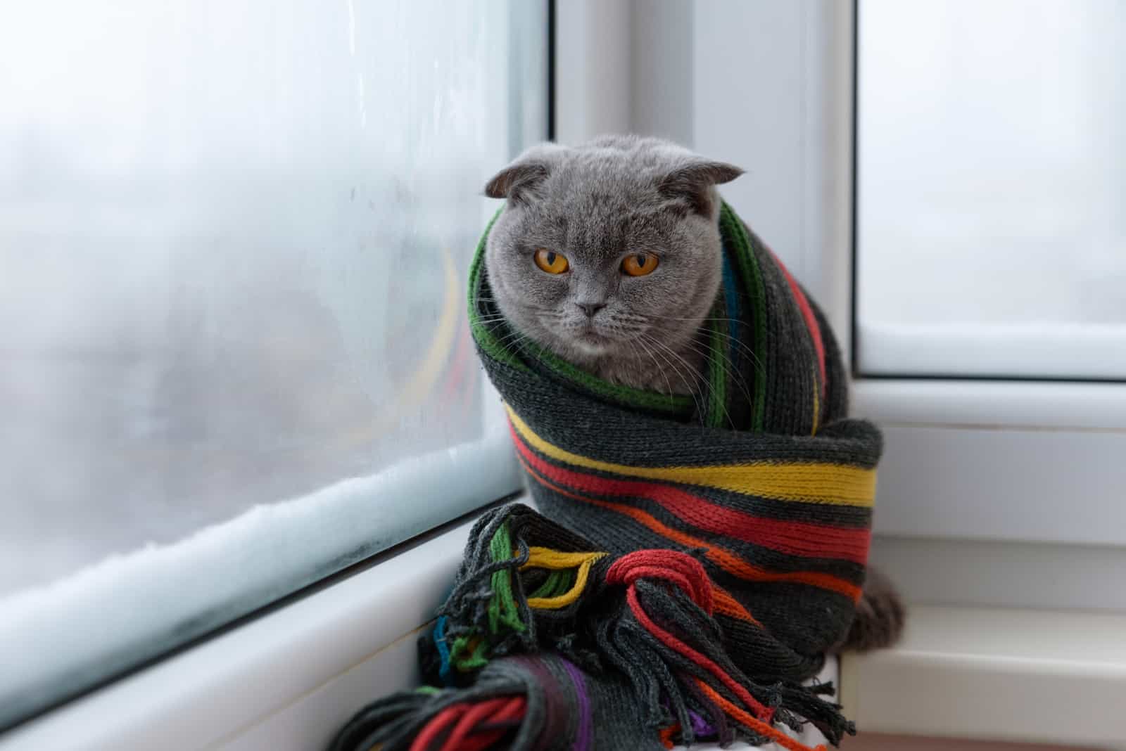 a cat wrapped in a colorful scarf sits by the window