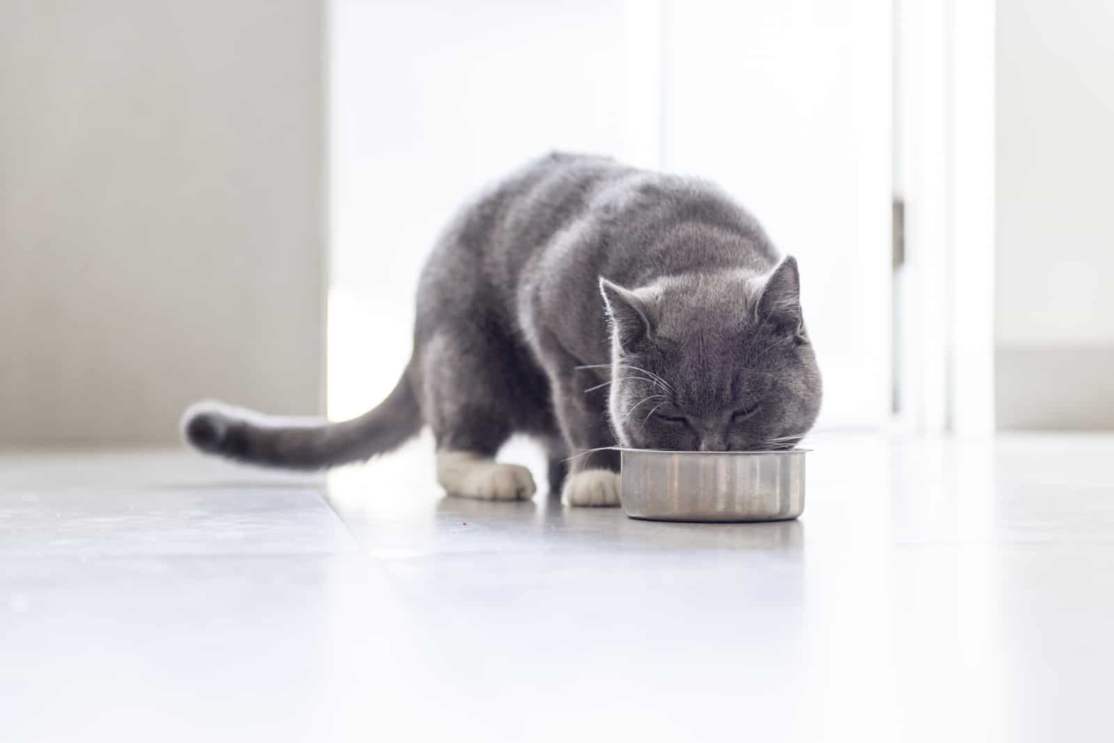a gray cat eats from a bowl