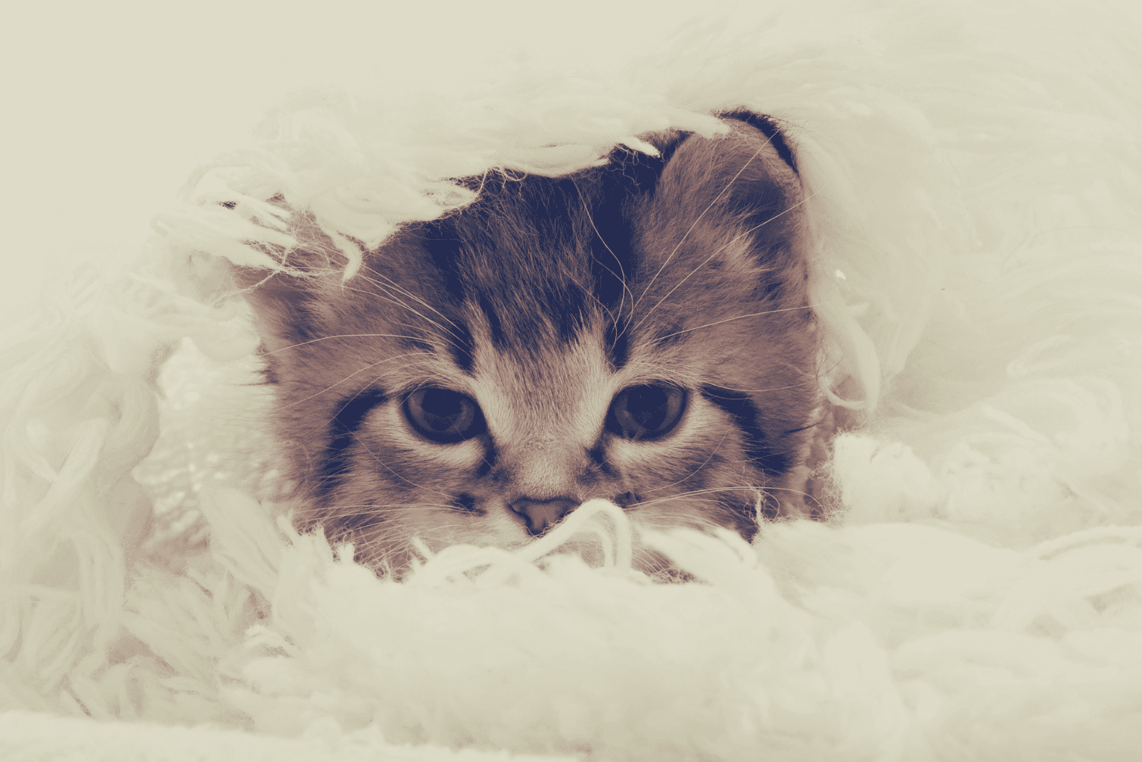 a kitten in a shaggy blanket