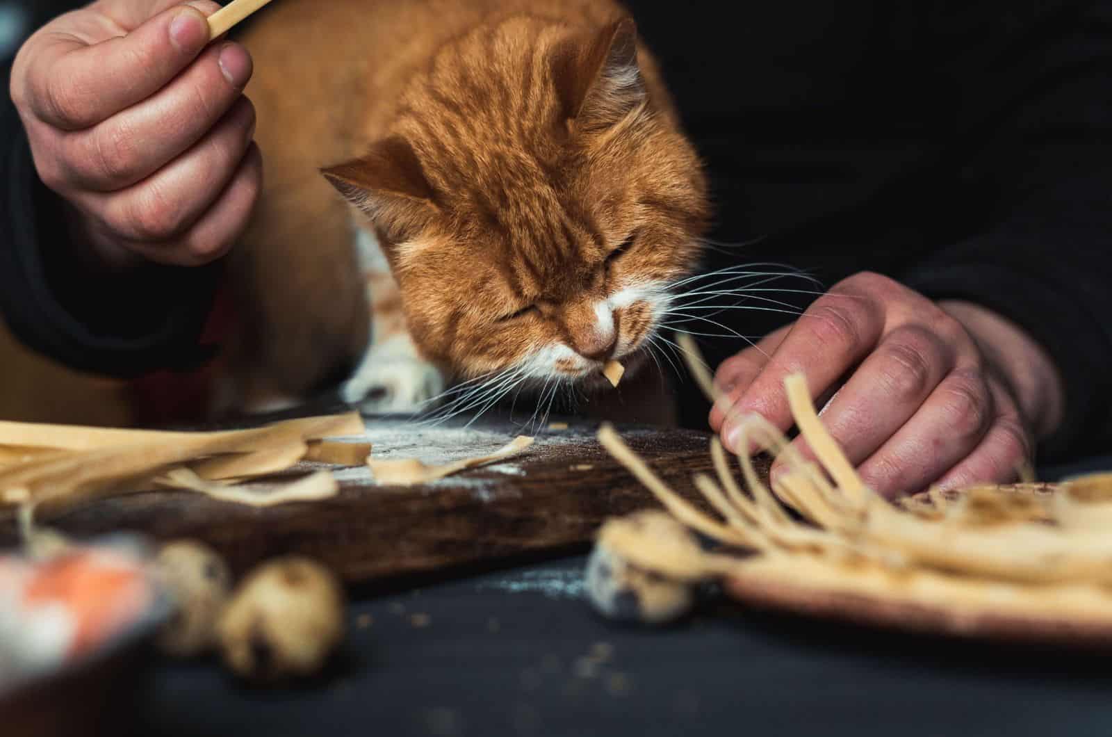 a man is feeding a cat in the kitchen near a table 