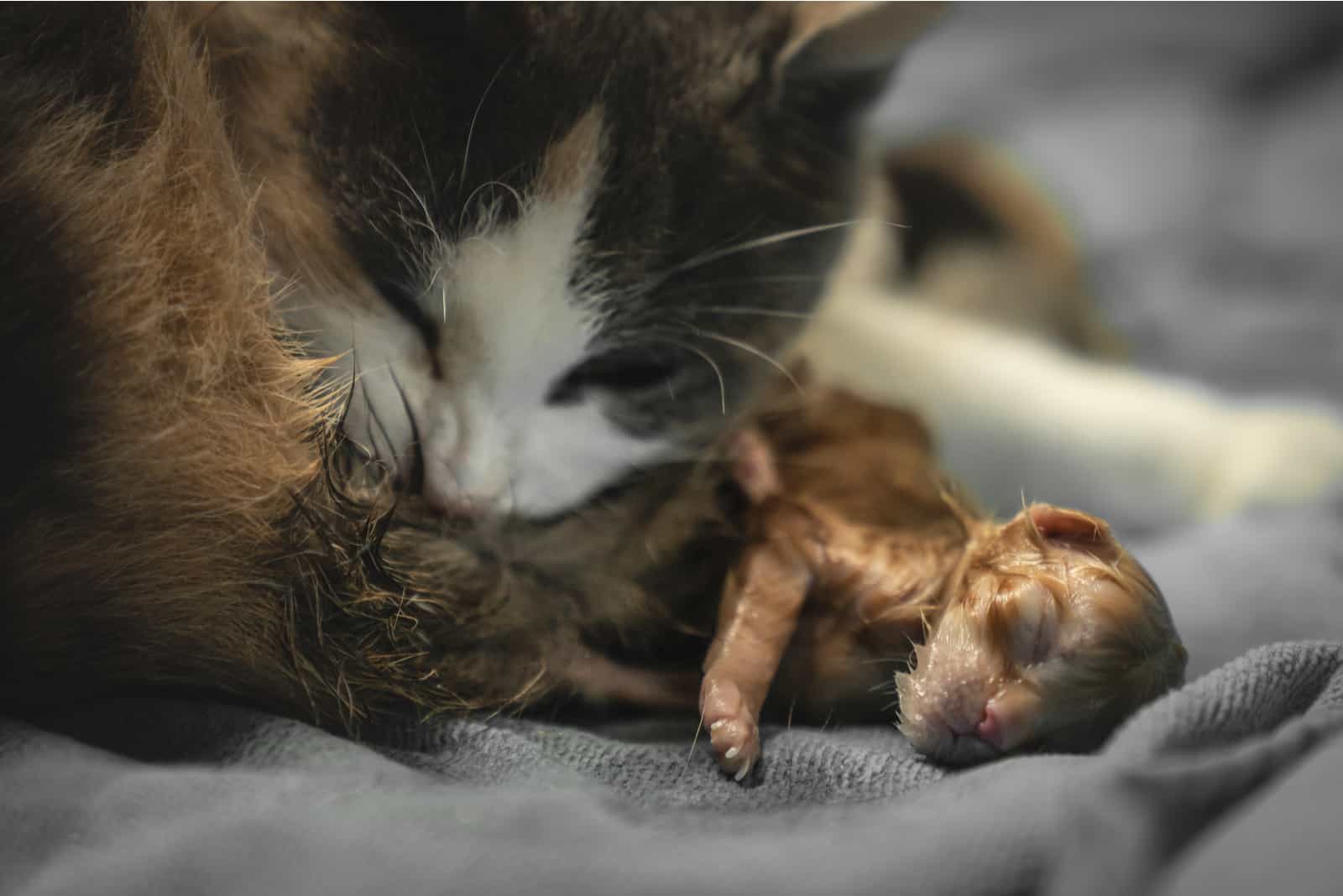 a mother cat gives birth to her kitten and licks it off