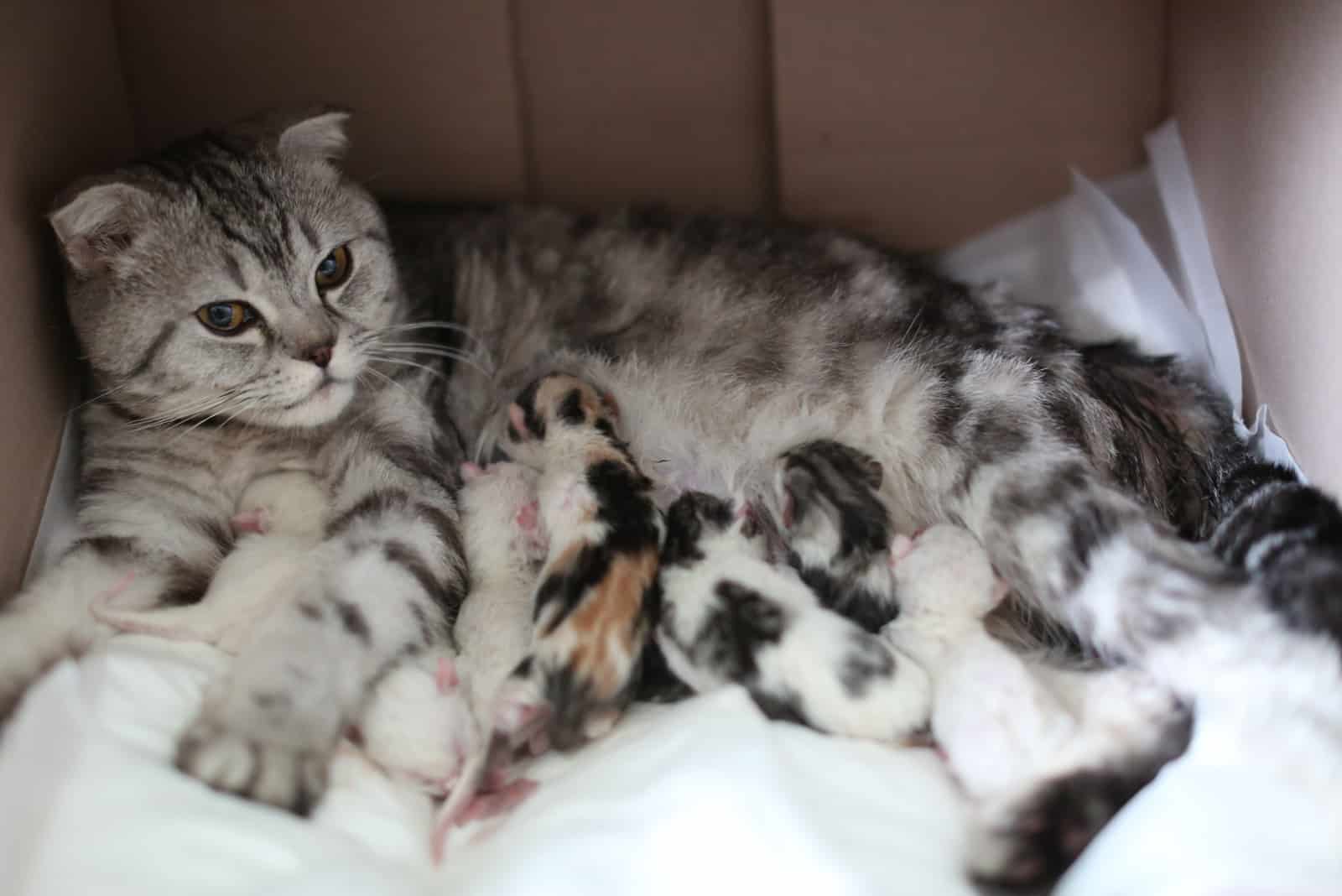 a mother cat who gave birth to a baby kittens