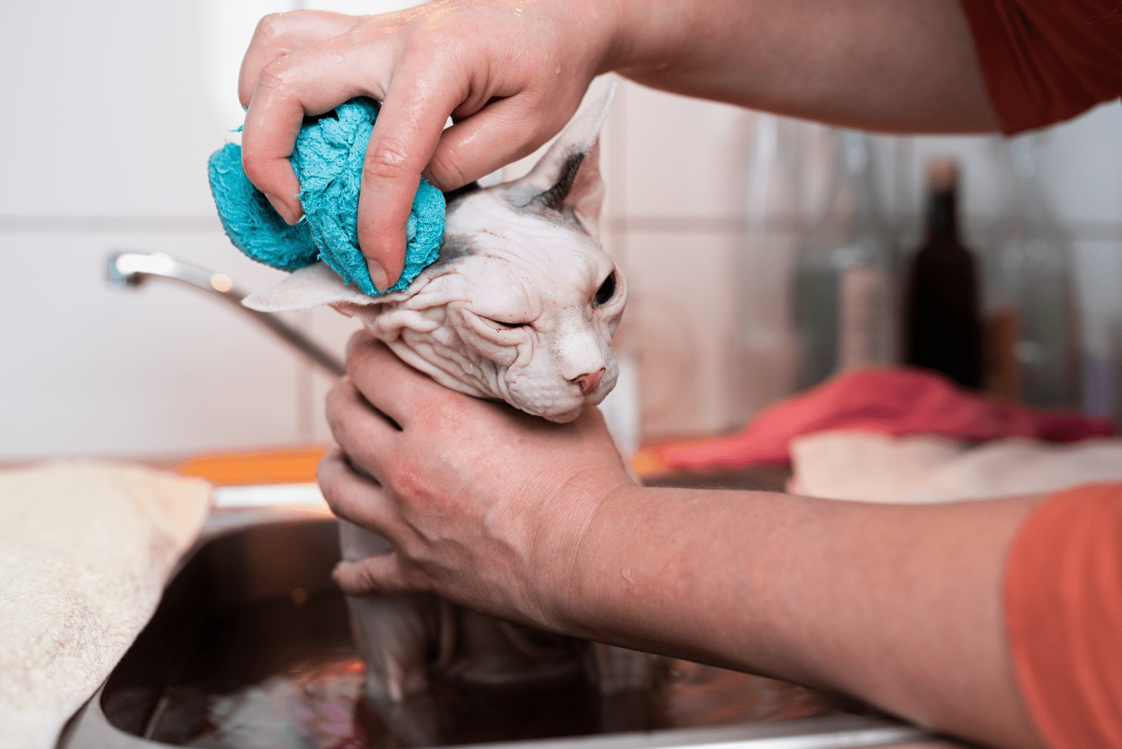 a person bathes a Sphynx cat