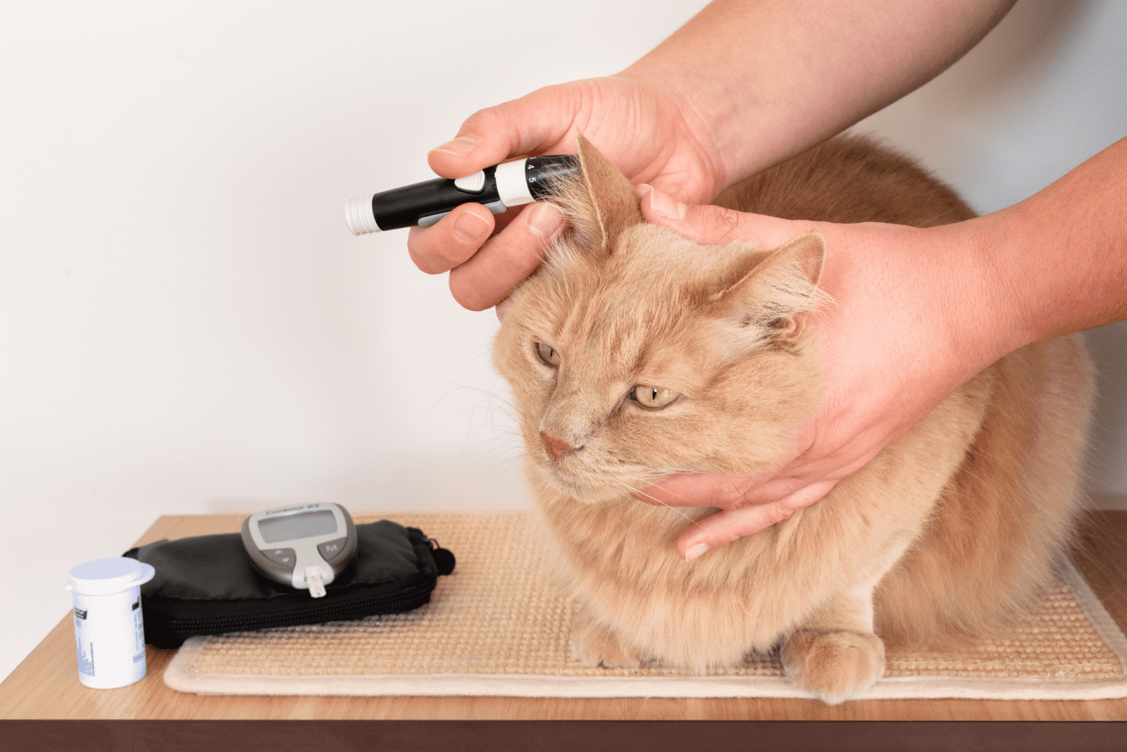 a person measures diabetes in a cat