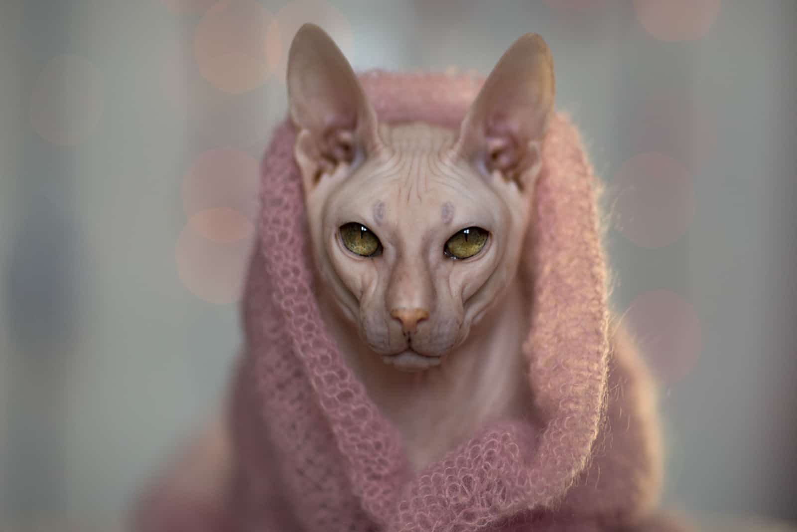 a powerful Sphynx cat wrapped in a pink blanket