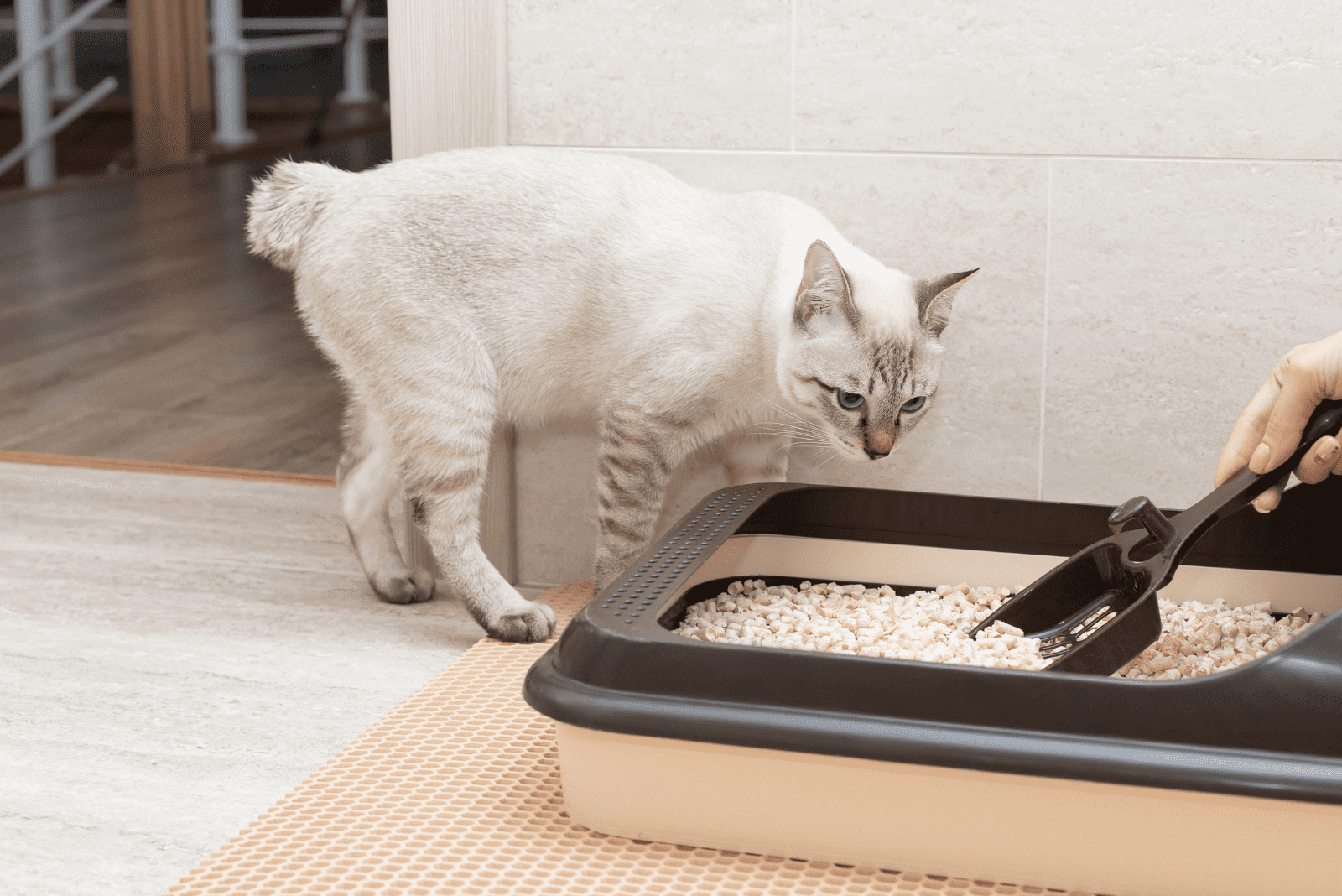 a white cat looks at a person cleaning a litter box