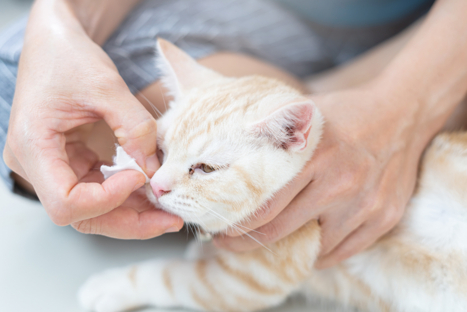 Cat Third Eyelid Showing No Other Symptoms Causes & Care