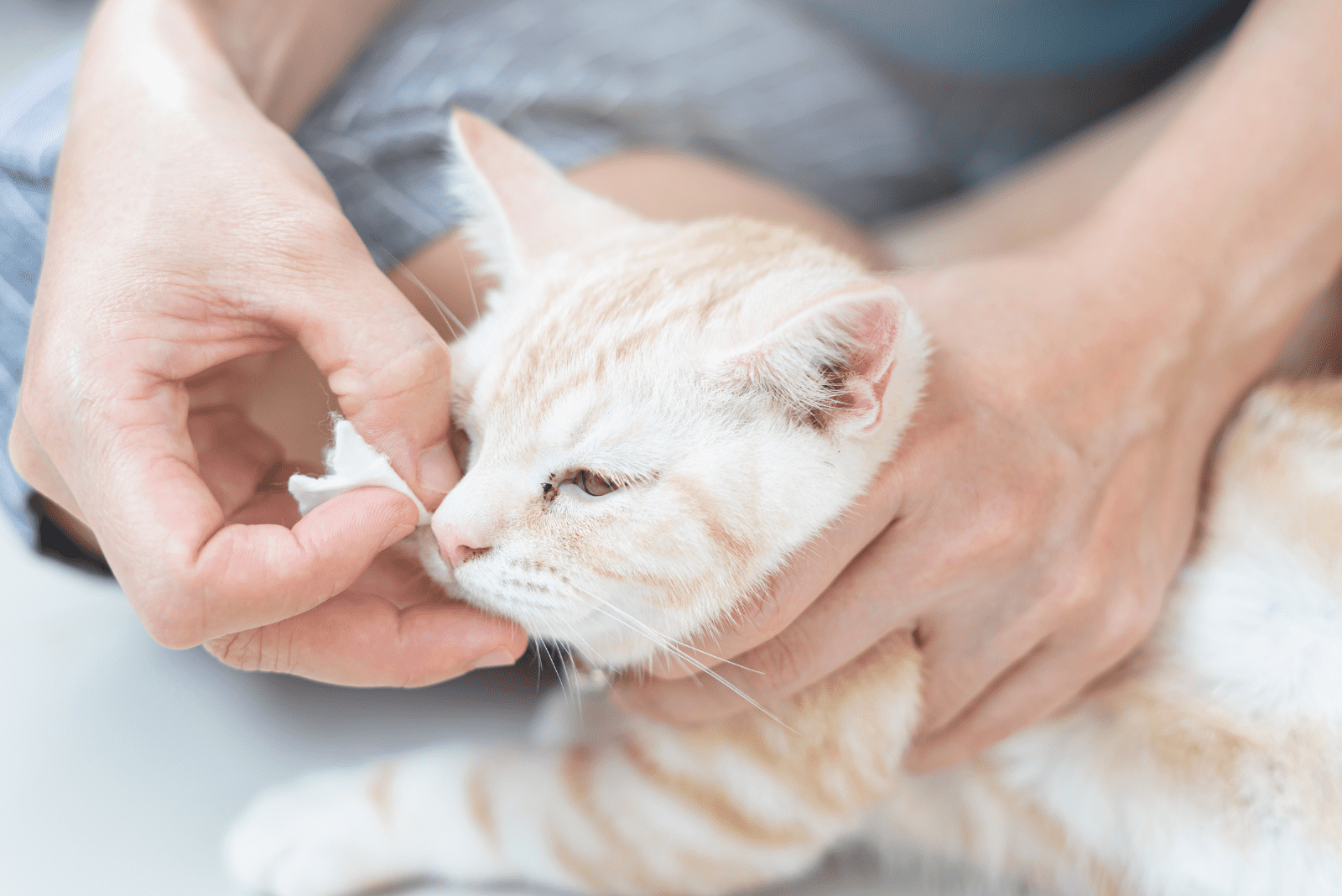 a woman cleans a cat's eyes