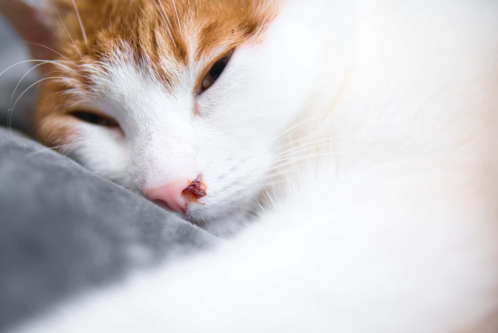 a yellow and white cat is bleeding from the nose