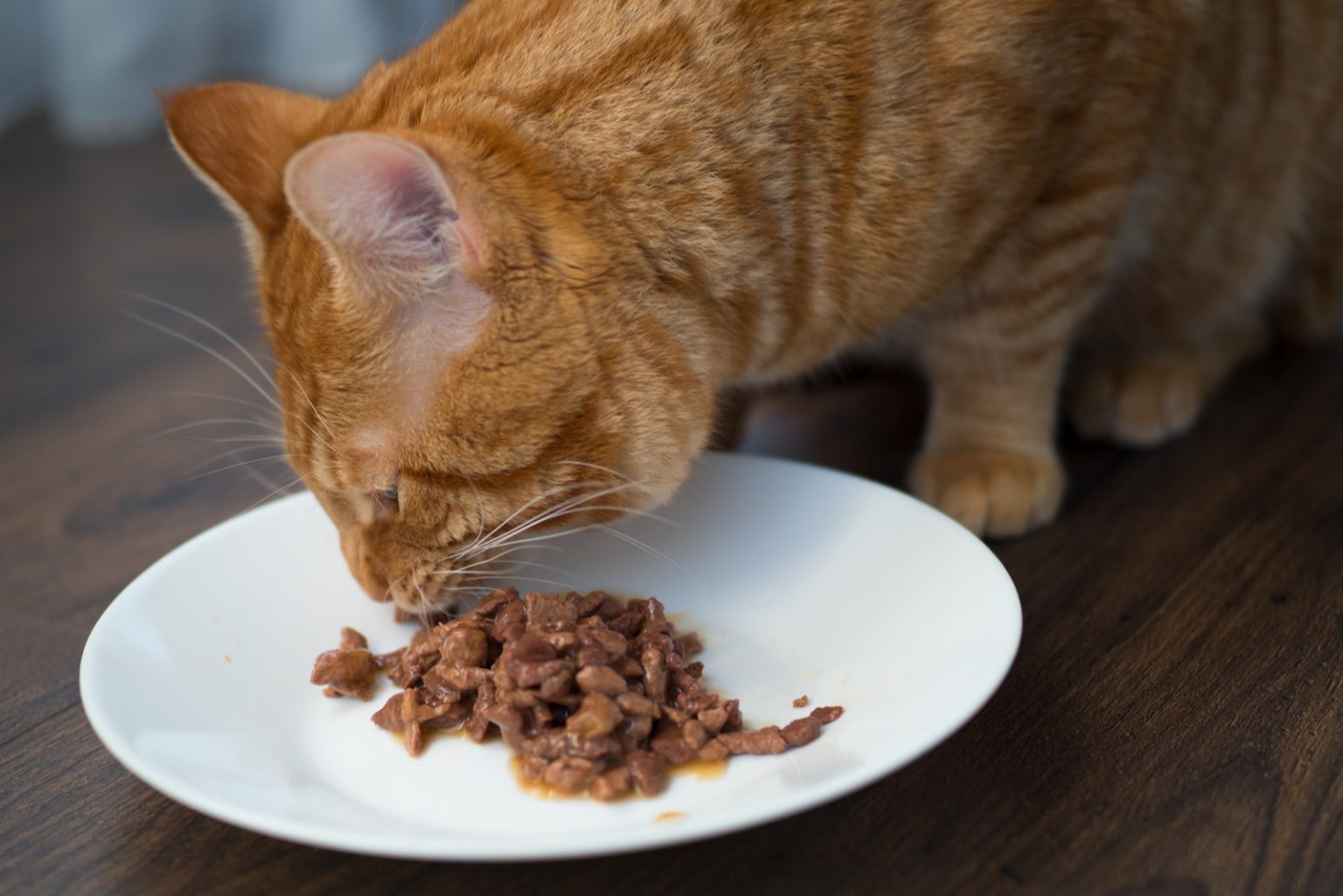 Why My Cat Wont Eat Wet Food? All There Is To Know!