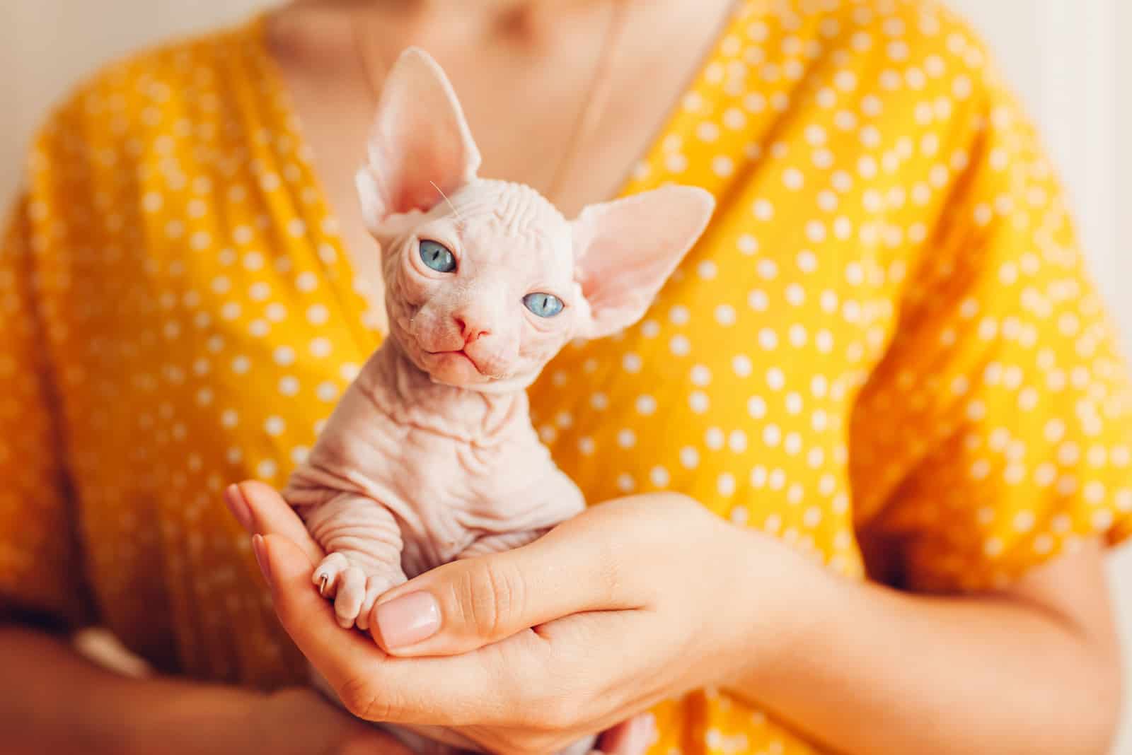 adorable Sphynx Kitten in the hands of a woman