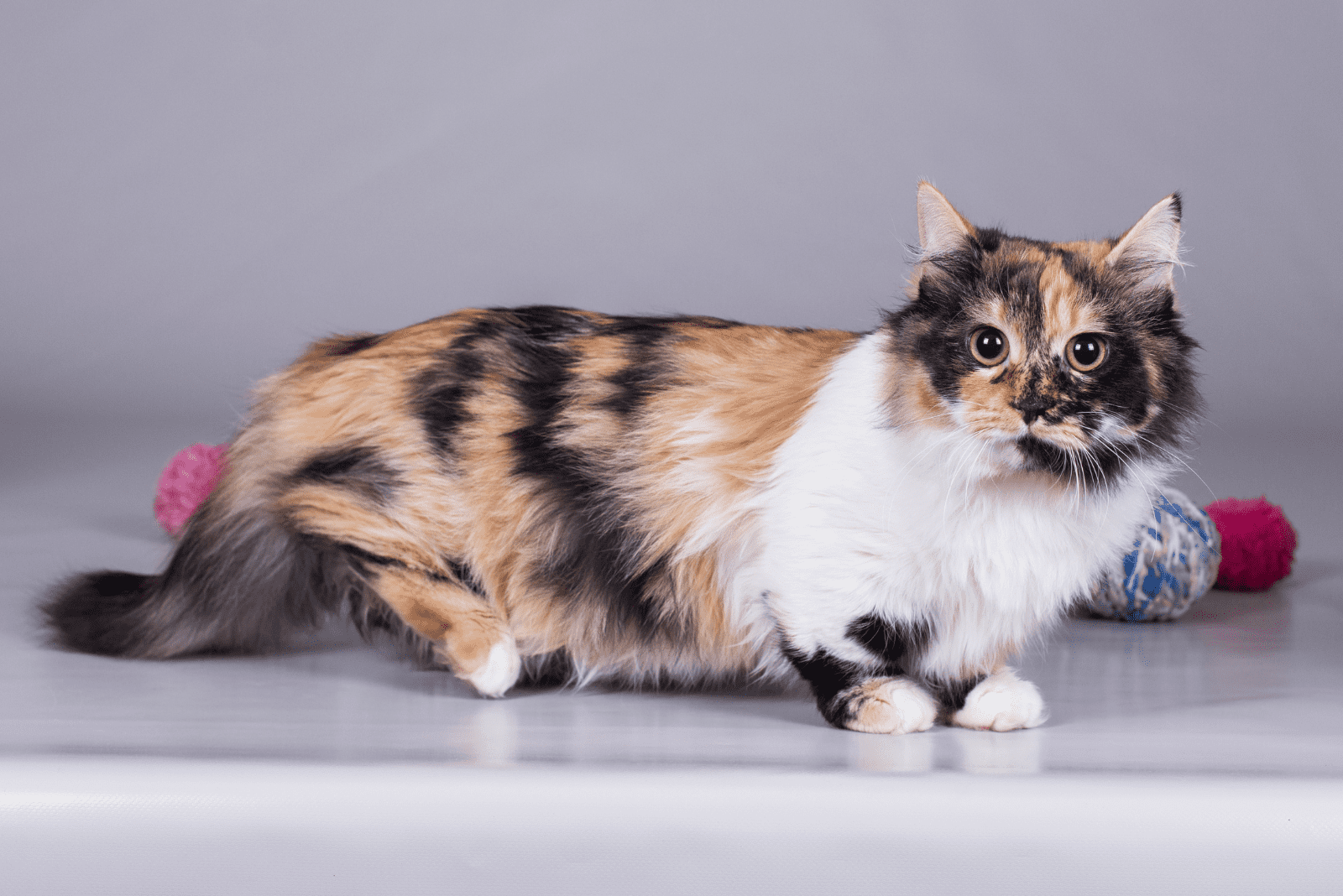 adorable munchkin cat is lying down