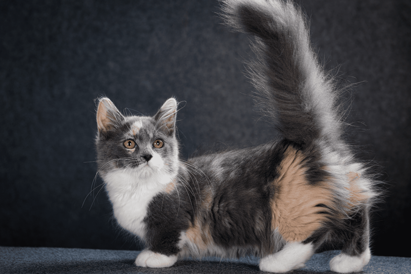 adorable munchkin cat