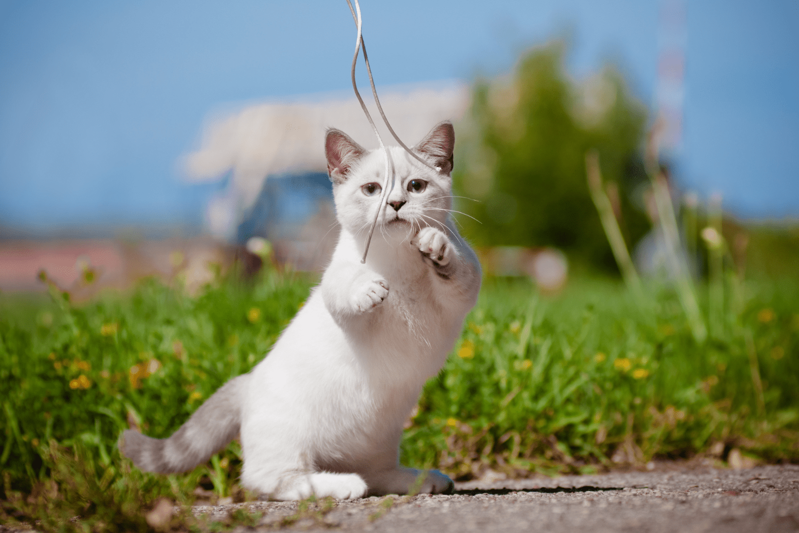 adorable munchkin kitten having fun outside