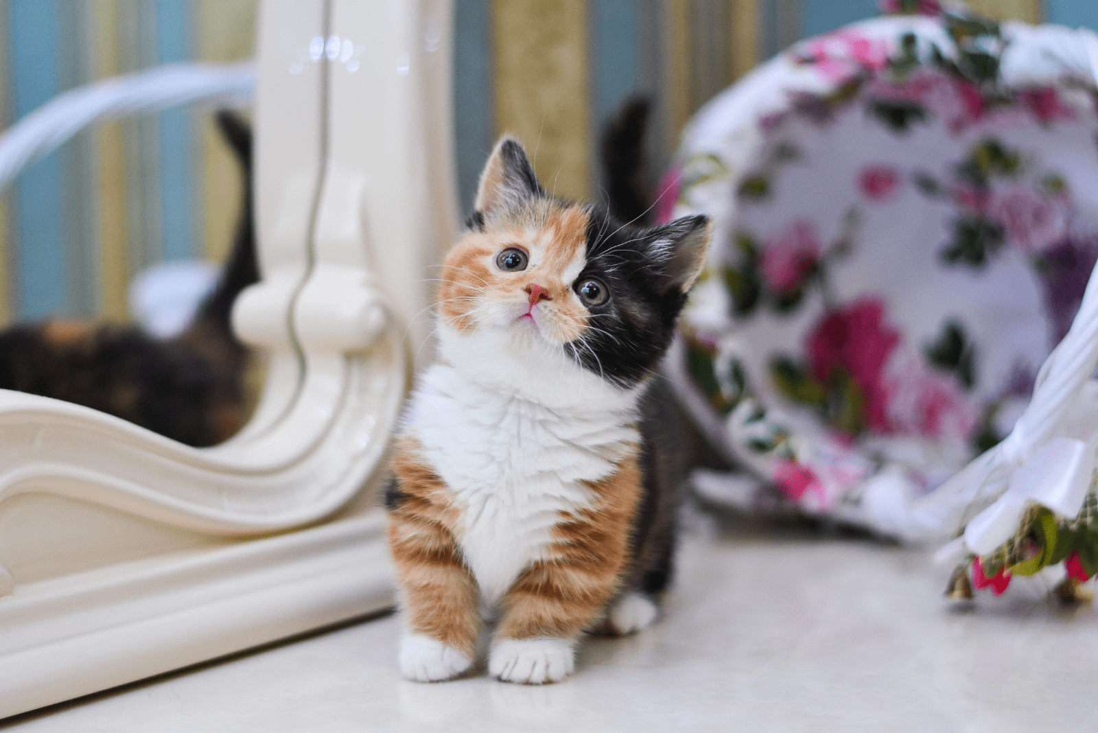adorable munchkin kitten sitting