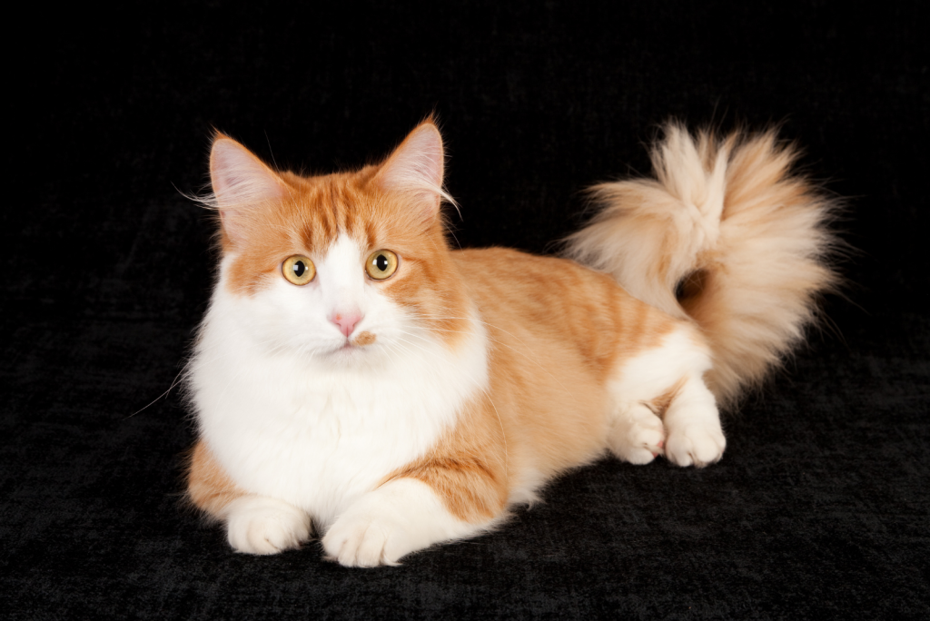 How Much Does A Munchkin Cat Cost The Ultimate Guide