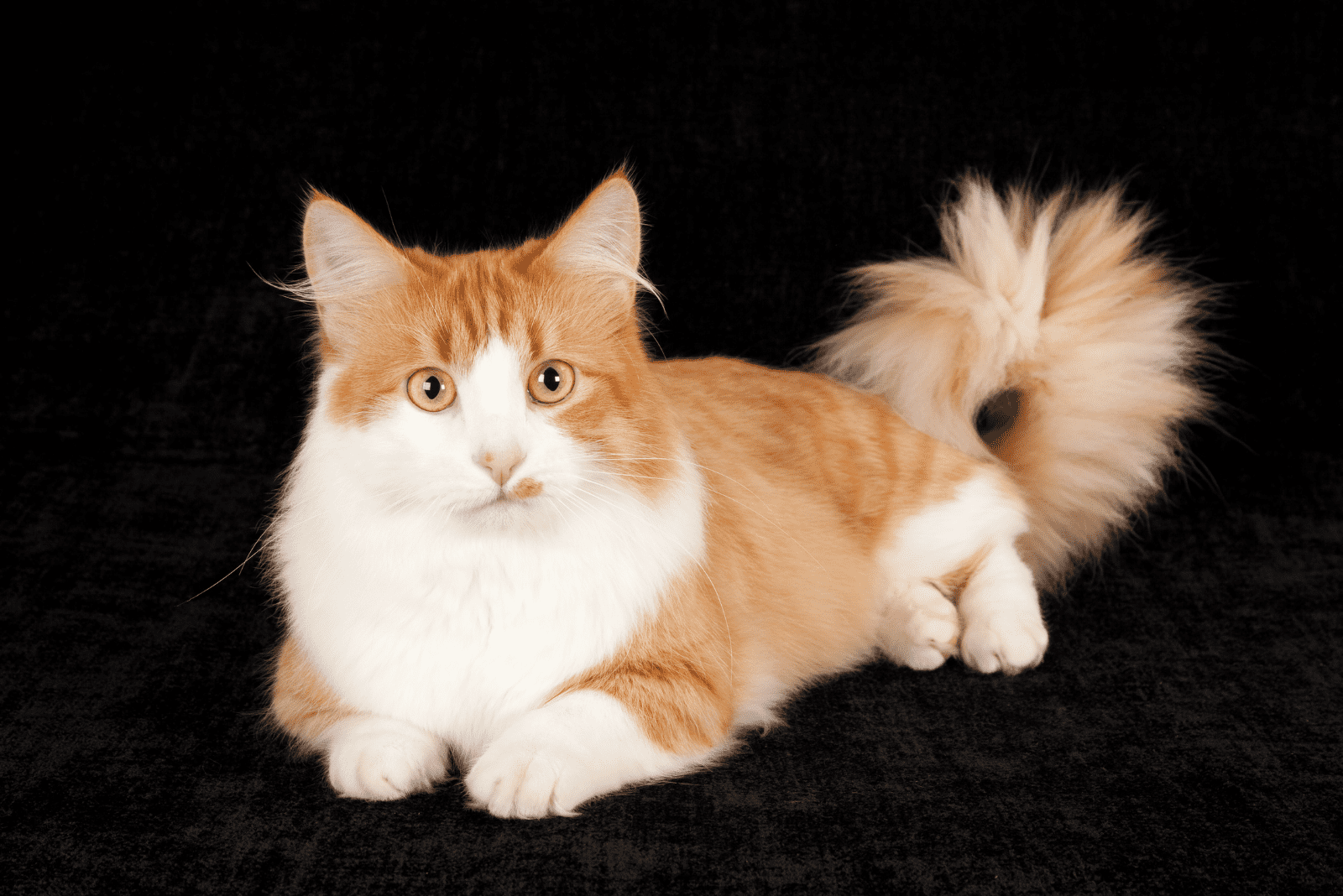 adorable yellow and white munchkin cat lying down